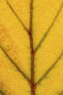 Autumn Leaf Structure Prints: Structure of an autumn-colored leaf
