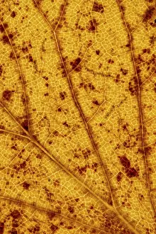 German Autumn Colors Prints: Structure of an autumn-colored leaf