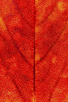 European Autumn Color Prints: Structure of an autumn-colored leaf