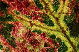 Uninhabited Autumn Atmosphere Prints: Structure of an autumn-colored leaf