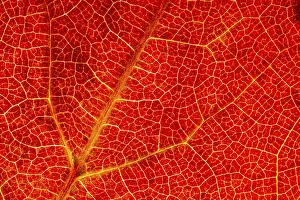 Uninhabited Autumn Landscape Prints: Structure of an autumn-colored leaf