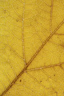 German Autumn Colors Prints: Structure of an autumn-colored leaf