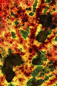 German Autumn Colors Prints: Structure of an autumn-colored leaf