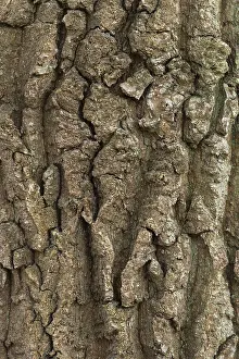 Oak Tree Bark Prints: Structure of the bark of an oak (Quercus)
