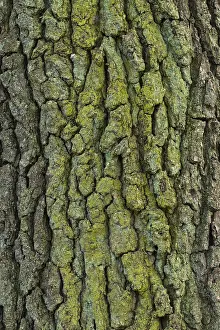 Oak Tree Bark Structure Prints: Structure of the bark of an oak (Quercus)