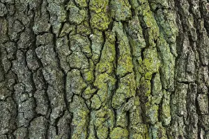 Deciduous Tree Patterns Prints: Structure of the bark of an oak (Quercus)