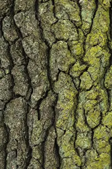 Oak Tree Bark Structure Prints: Structure of the bark of an oak (Quercus)