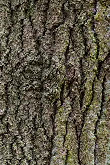 Oak Tree Bark Structure Prints: Structure of the bark of an oak (Quercus)