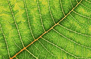 Close Up Macro Prints: Structure of a leaf