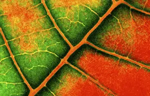 Close View Of A Leaf Prints: Structure of a leaf