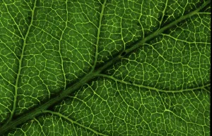 Close Up Leaves Prints: Structure of a leaf