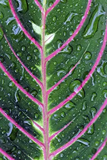 Close Up Leaf Detail Prints: Structure of a leaf with water drops