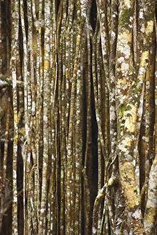 Rainforest Art Nature Prints: Structure, pattern, deposits, patina