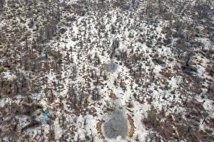 Aerial View Of Okavango Delta Prints: Structure and pattern, trees in the dry season