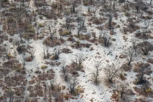 Botswana Landscape Photography Prints: Structure and pattern, trees in the dry season