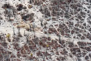 Prints of Structure and pattern, trees in the dry season, arid landscape, aerial view of the Okavango Delta, near Maun, Okavango Delta, Botswana Maun Prints: Aerial View of Trees in the Dry Season, Okavango Delta Print