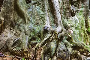 Tropical Tree Structure Prints: Structure of a tropical tree, tree