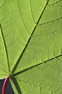 Nature Botany Photography Prints: Structures on a maple leaf, macro