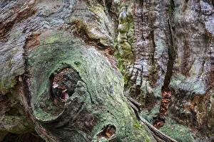 Weathered Tree Trunk Prints: Structures in the weathered wood on a dead tree trunk