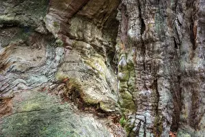Natural Preserve Reserve Prints: Structures in the weathered wood on a dead tree trunk