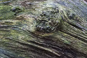 Weathered Tree Trunk Prints: Structures in the weathered wood on a dead tree trunk