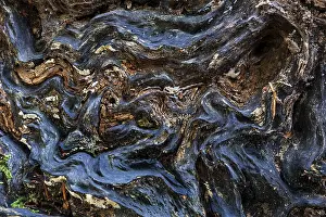 Sababurg Primeval Forest Germany Prints: Structures in the wood of a dead tree trunk