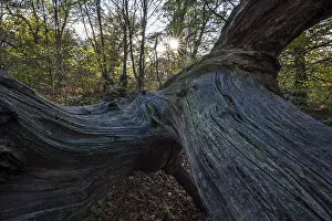Sababurg Primeval Forest Germany Prints: Structures in the wood of a dead tree trunk