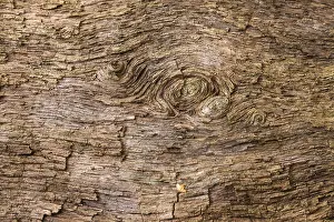 Central European Nature Reserve Prints: Structures in the wood of a dead tree trunk