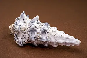 Sea Snail Prints: Hexaplex trunculus Murex Shell Print