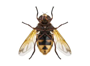 Studio Shot Insect Prints: Studio shot of a hoverfly insect