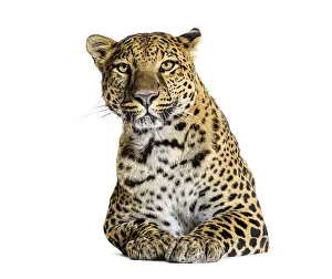 Leopard Portrait Prints: Studio shot of a powerful leopard