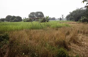 Abandoned Farm Field Prints: Subtitle: Rice field of the teacher Roten