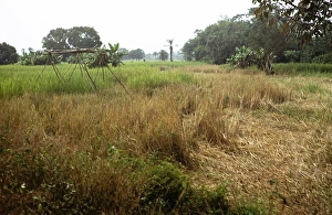 African Agriculture Landscape Prints: Subtitle: Rice field of the teacher Roten