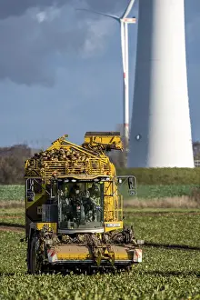 Sugar Beet Harvest Prints: Sugar beet harvest, with an automatic