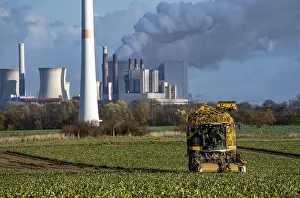 Sugar Beet Harvest Prints: Sugar beet harvest, with an automatic