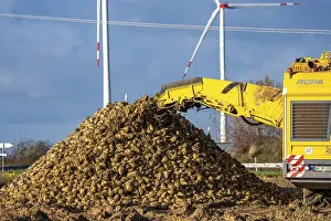 Sugar Beet Harvest Prints: Sugar beet harvest, with an automatic