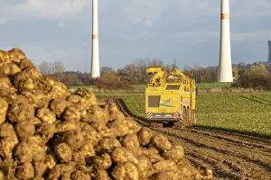Sugar Beet Harvest Prints: Sugar beet harvest, with an automatic