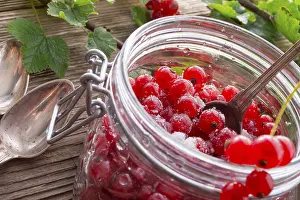 Studio Background For Food Photography Prints: Sugared red currant