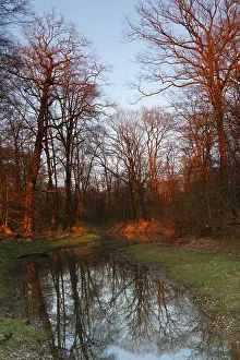 German Nature Reserve Photos Prints: Summer floods in the alluvial forest