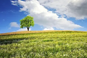 Rural Countryside Scenery Prints: Summer landscape