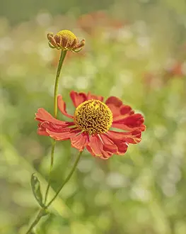 Uninhabited Flowering Plants Prints: Sun Bride Helenium spec.
Sun Bride Helenium spec