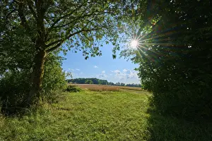 Odenwald Scenery Prints: Sun-drenched landscape with trees and open fields