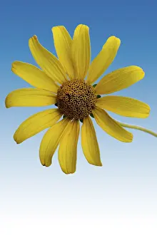 Framed Print : Sun Eyes Print by imageBROKER Framed Print : Sun Eyes Print by imageBROKER