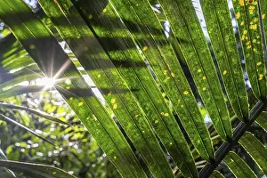 Uninhabited Riverbank Scene Prints: Sun flashes through the rainforest
