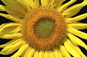 Yellow Flowering Plant Prints: Sun flower