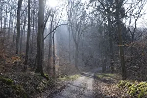 Wooded Countryside Landscape Prints: Sun, forest, forest, forest path