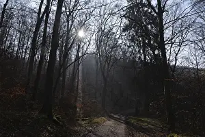 Sunbeam In The Woods Prints: Sun, forest, forest, forest path