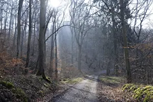 Uninhabited Countryside Scene Prints: Sun, forest, forest, forest path
