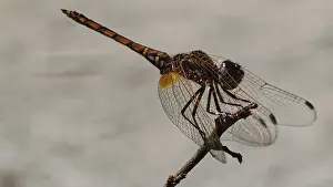 Dragonfly Close Up Prints: Sun pointer (trithemis) on a branch