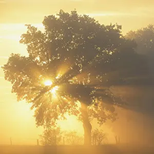Backlit Tree Photo Prints: Sun rays in a tree, Dingdener Heide